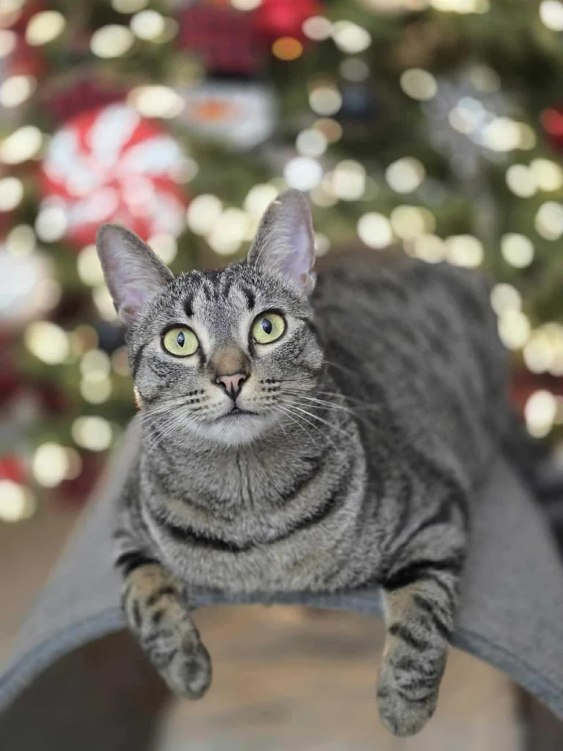 A young small-sized female Tabby cat named Dixie Chick for adoption in Capshaw, AL