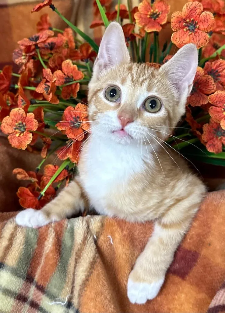 A baby small-sized female Domestic Short Hair cat named Wobbles for adoption in Stillwater, OK