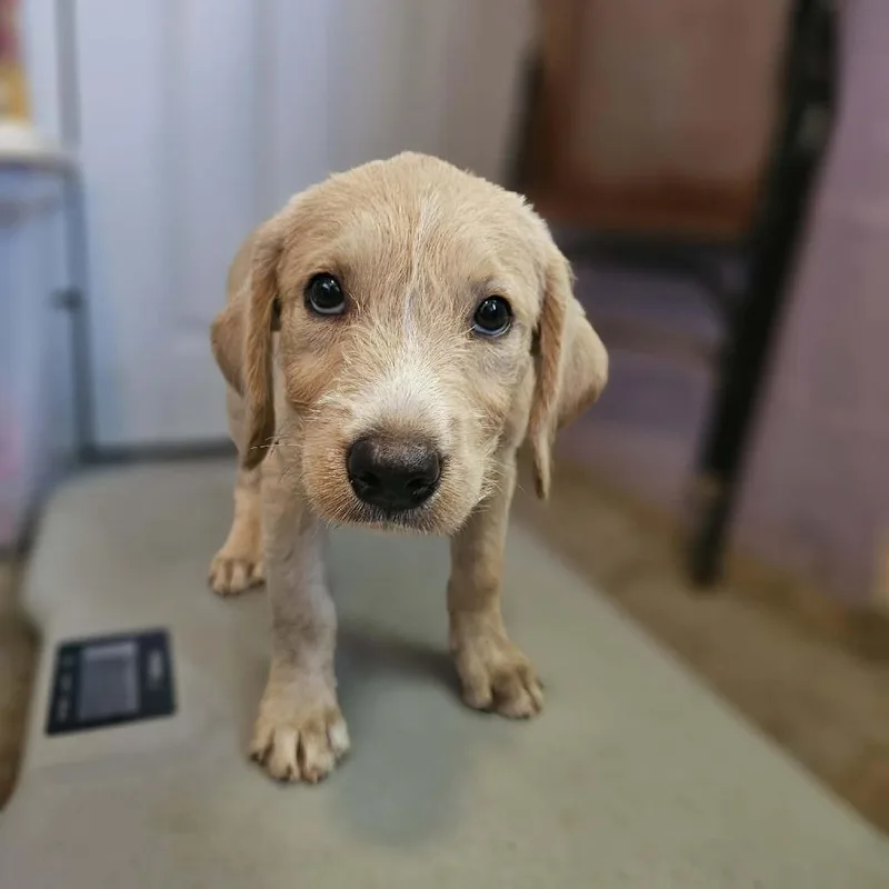 A baby small-sized female Yellow / Tan / Blond / Fawn Mixed Breed dog named Tuscarora for adoption in Pulaski, TN