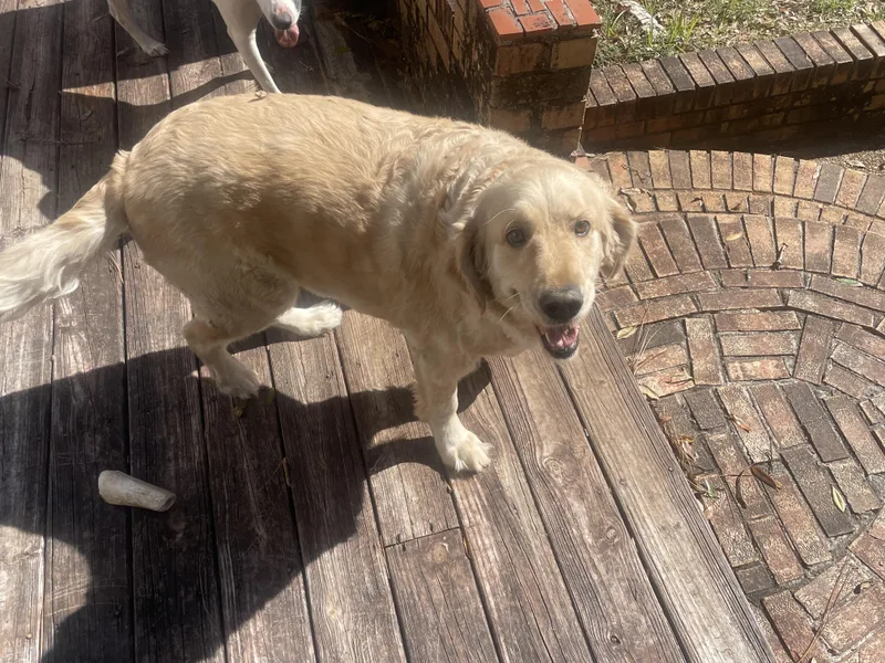 A senior large-sized female Golden Retriever dog named ~ Courtesy ~ Maggie for adoption in Mobile, AL