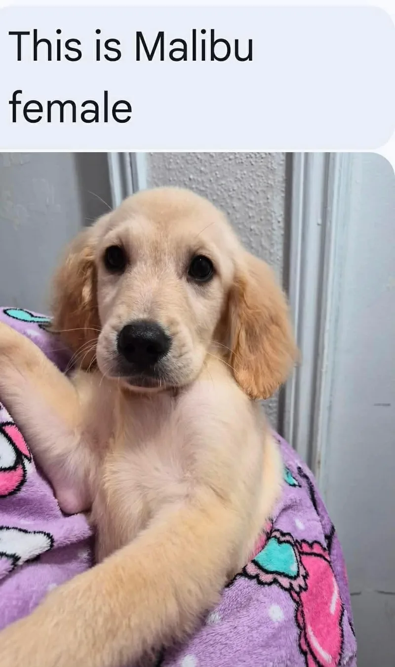 A baby medium-sized female Golden Retriever dog named Michele for adoption in Houston, TX