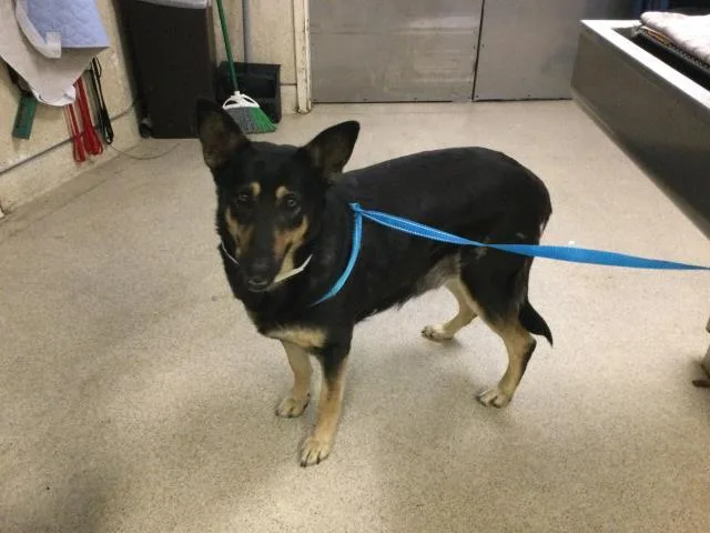 An adult large-sized female German Shepherd Dog dog named Beth for adoption in Riverside, CA