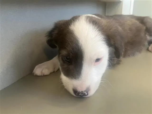A baby small-sized male American Staffordshire Terrier dog named Coffee for adoption in San Antonio, TX
