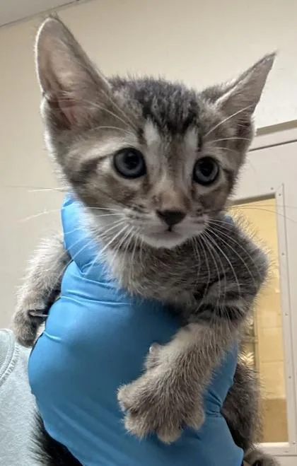 A baby small-sized male Domestic Short Hair cat named Dallas for adoption in Honolulu, HI