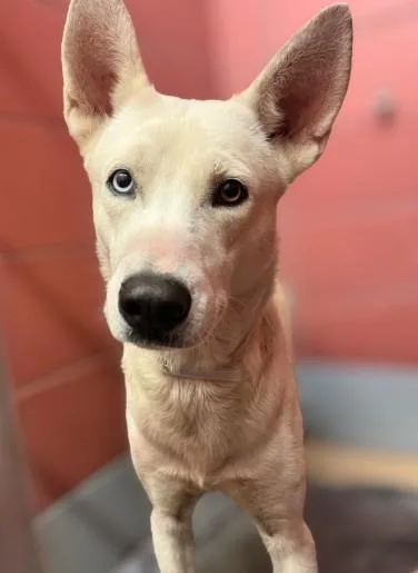 A young medium-sized male Husky dog named Jon Snow for adoption in Houston, TX