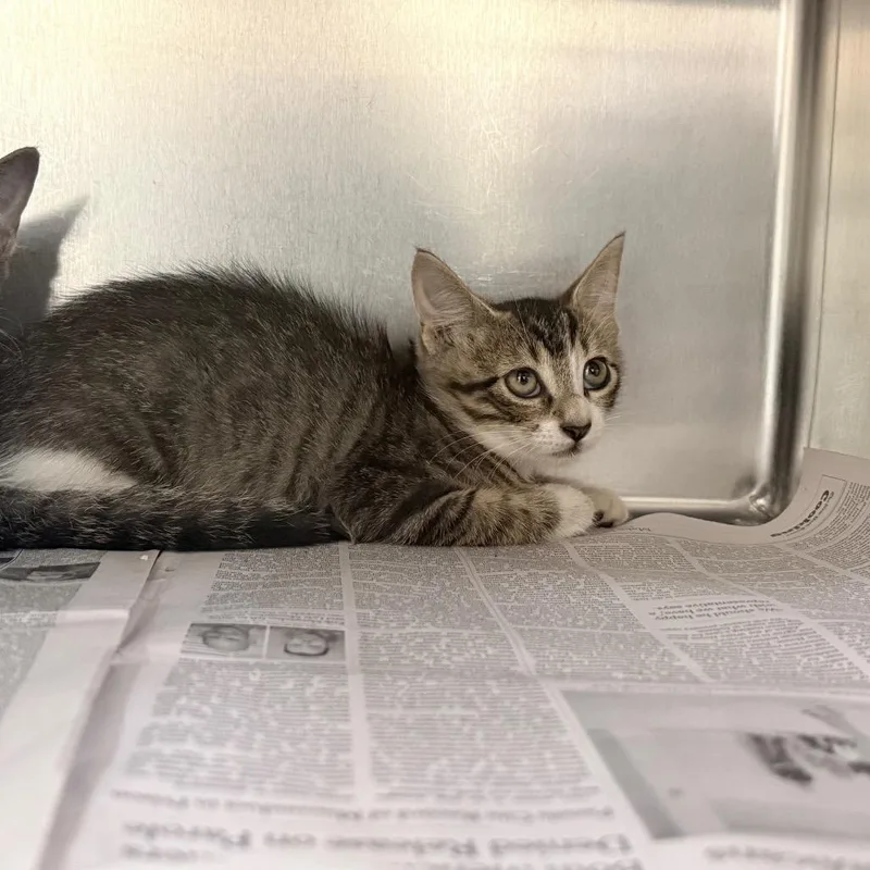 A baby small-sized male Brown / Chocolate Domestic Short Hair cat named Mula for adoption in Auburn, AL