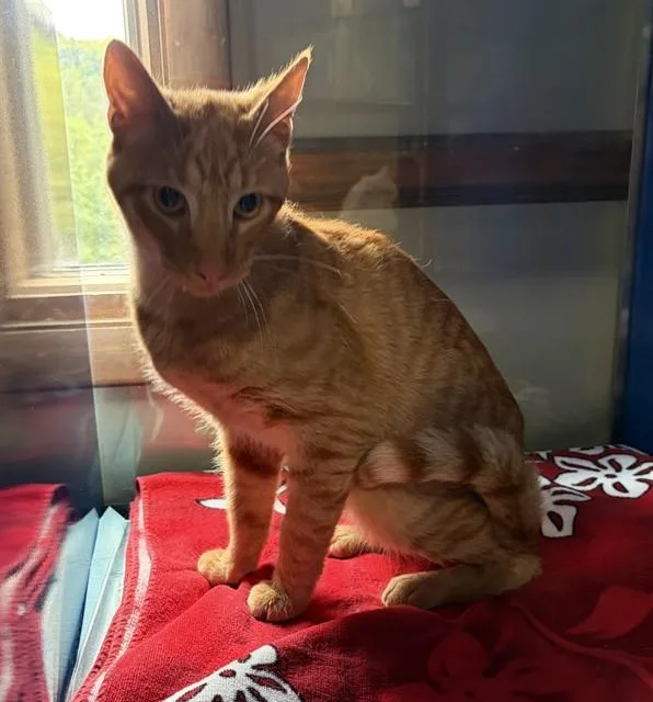 A young small-sized male Domestic Short Hair cat named Weasley for adoption in Westminster, MD