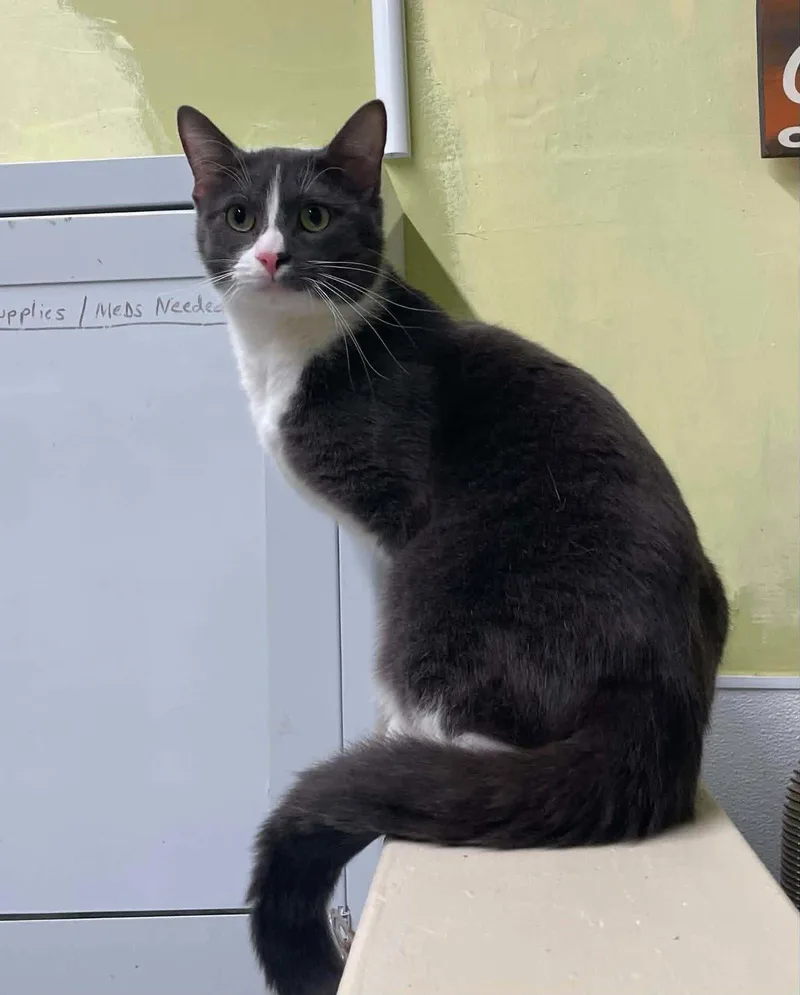 A young medium-sized male Gray & White Domestic Short Hair cat named Sam for adoption in Gonic, NH