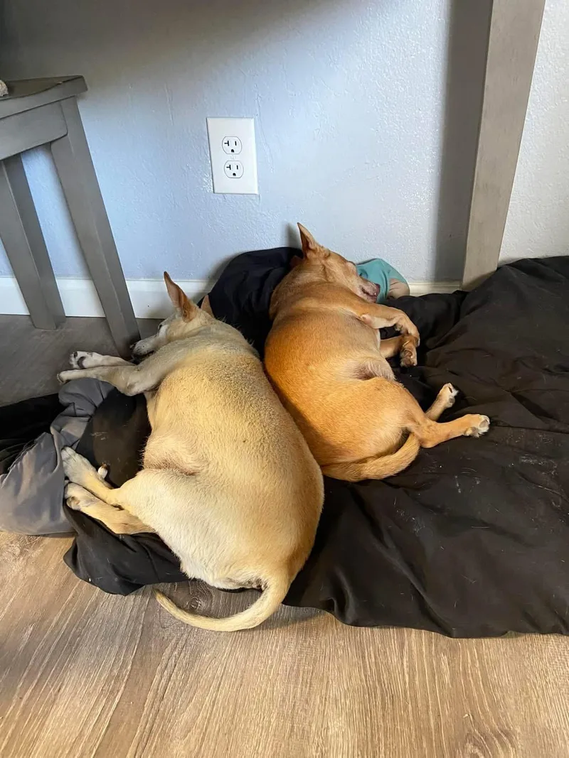 A senior small-sized male Apricot / Beige Terrier dog named Boomer And Connor for adoption in Fresno, CA