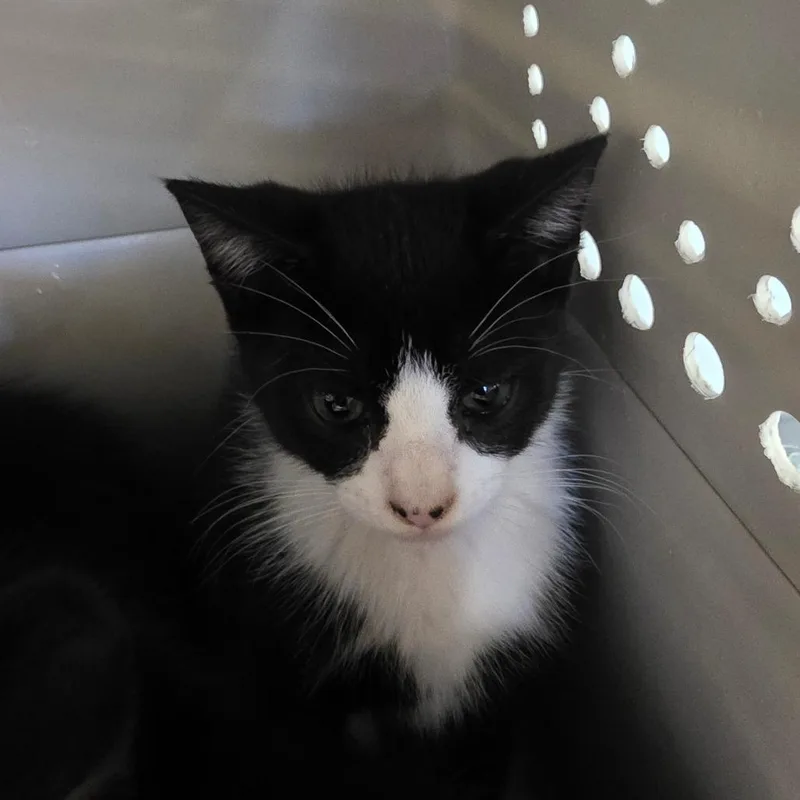 A baby small-sized male Black Domestic Short Hair cat named Arthur for adoption in Watertown, NY