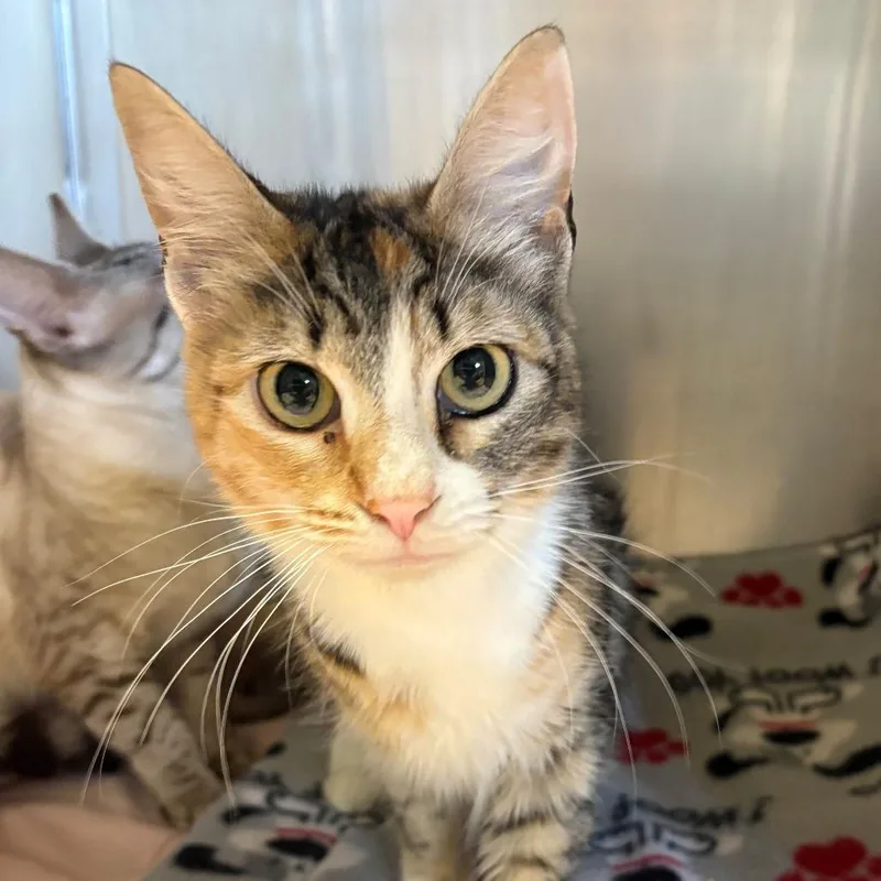 A young small-sized female Calico Domestic Long Hair cat named Halo for adoption in Chehalis, WA