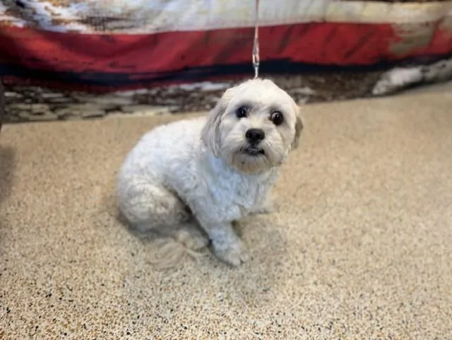 A young small-sized male Maltese dog named Nemo for adoption in Miami, FL