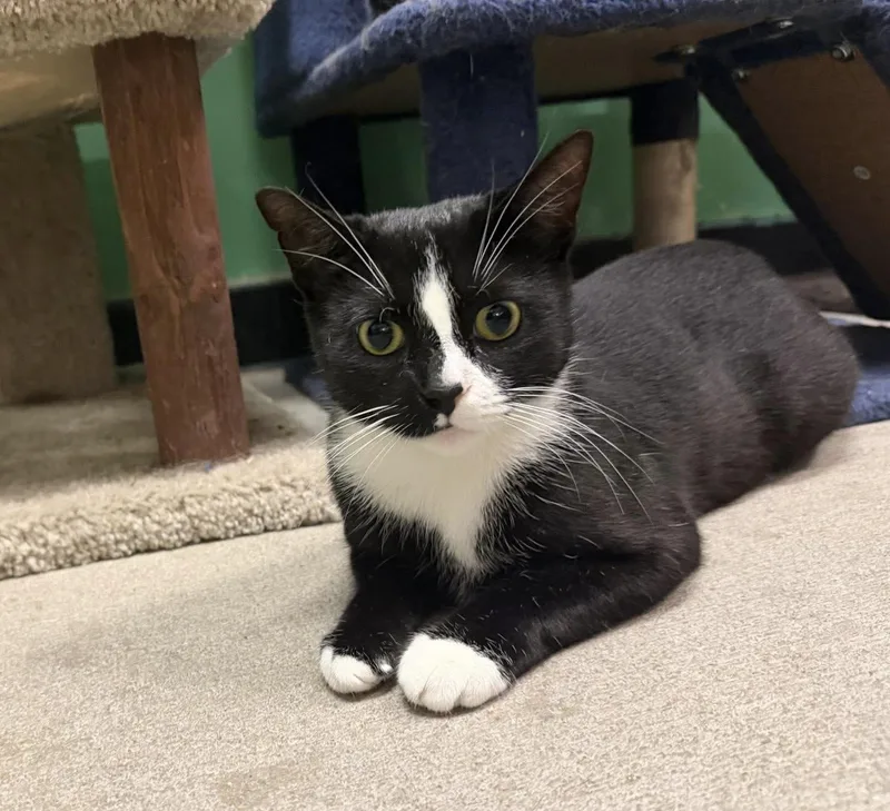 A young medium-sized female Domestic Short Hair cat named Violet for adoption in Bensalem, PA