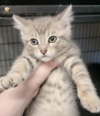 A baby medium-sized male Domestic Short Hair cat named Arachnid for adoption in West Chester, PA