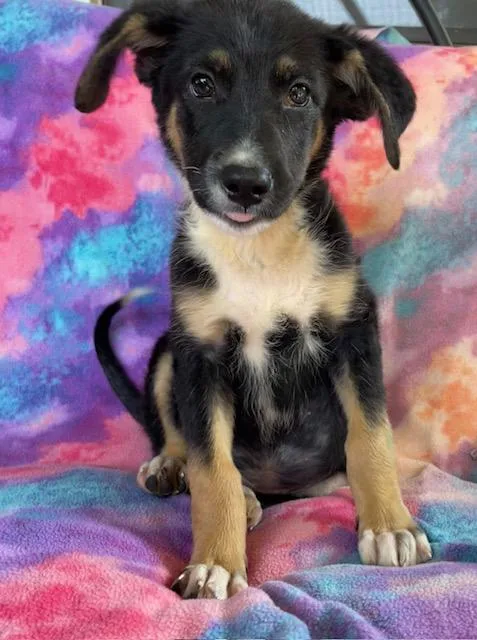 A young small-sized female Tricolor (Brown, Black, & White) Australian Shepherd dog named Charlotte for adoption in Memphis, TN