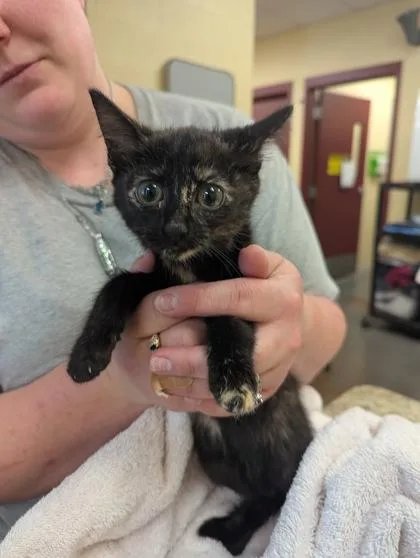 A baby small-sized female Domestic Short Hair cat named Twilight for adoption in Independence, MO