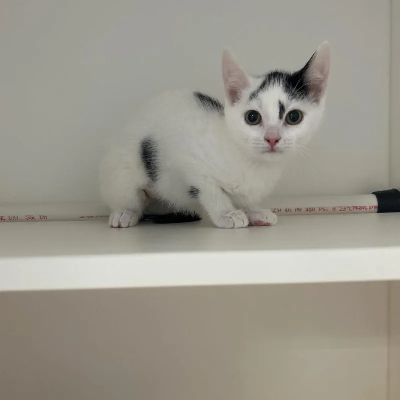 A baby small-sized female Black Domestic Short Hair cat named Pamela for adoption in Greensboro, NC