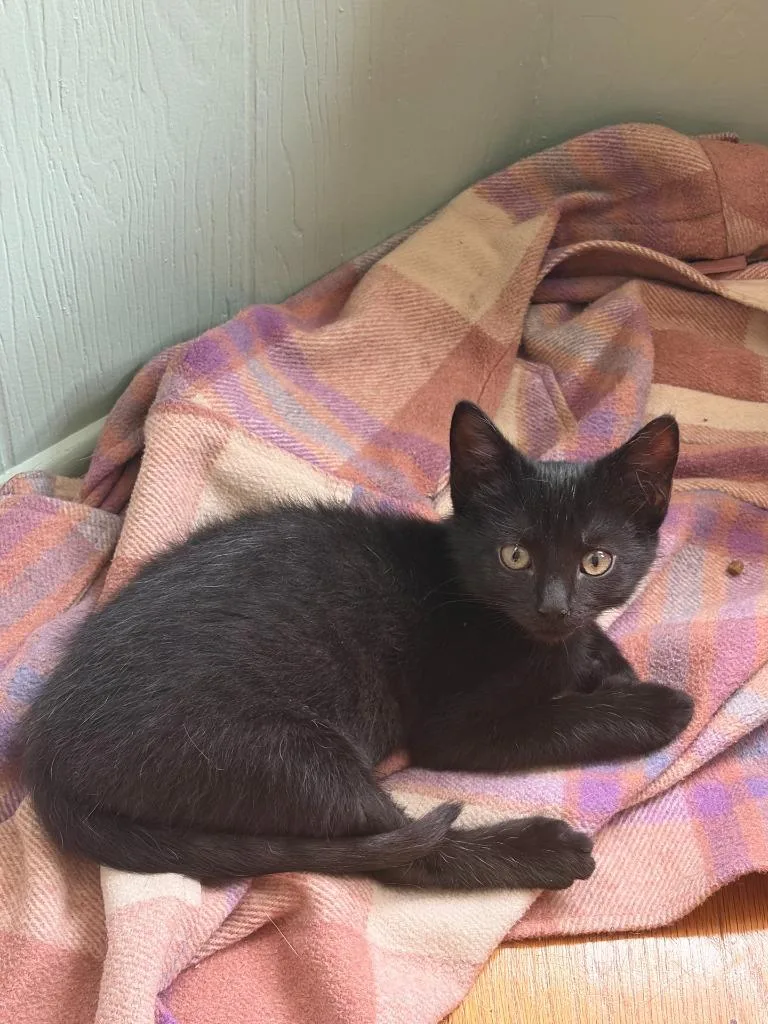 A baby medium-sized male Domestic Short Hair cat named Loki for adoption in Johnson City, TN