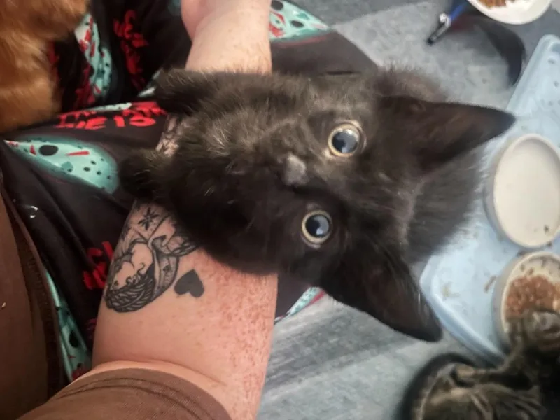 Loki thumbnail 3