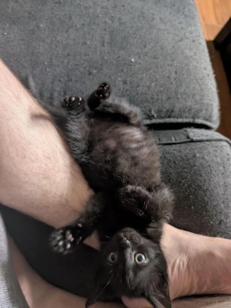 Loki thumbnail 4