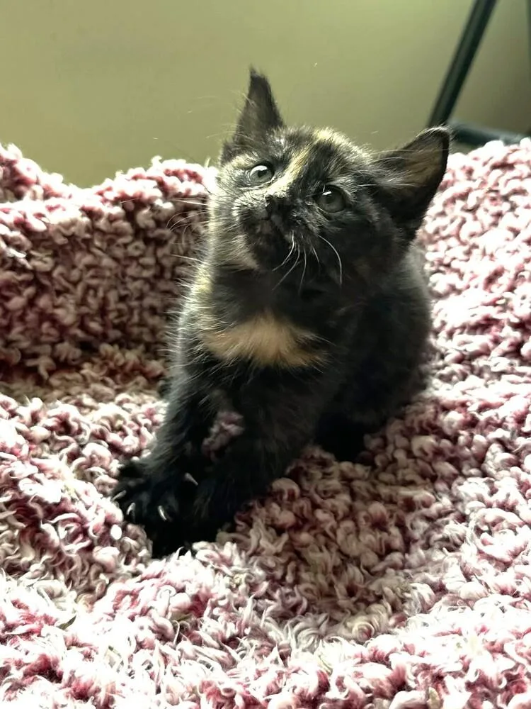 A baby small-sized female Domestic Short Hair cat named Iris for adoption in Mooresville, NC