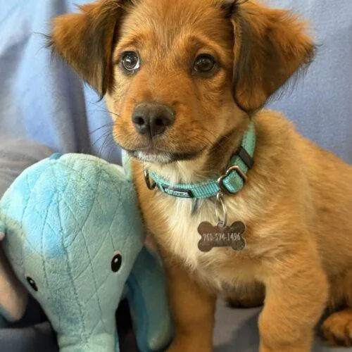 A baby small-sized male Brown / Chocolate Golden Retriever dog named Roscoe for adoption in La Quinta, CA