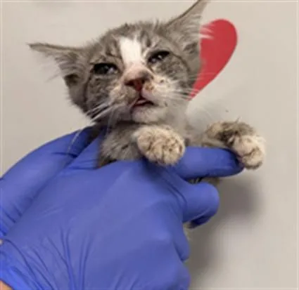 A baby small-sized male Domestic Short Hair cat named Joe for adoption in Ontario, CA