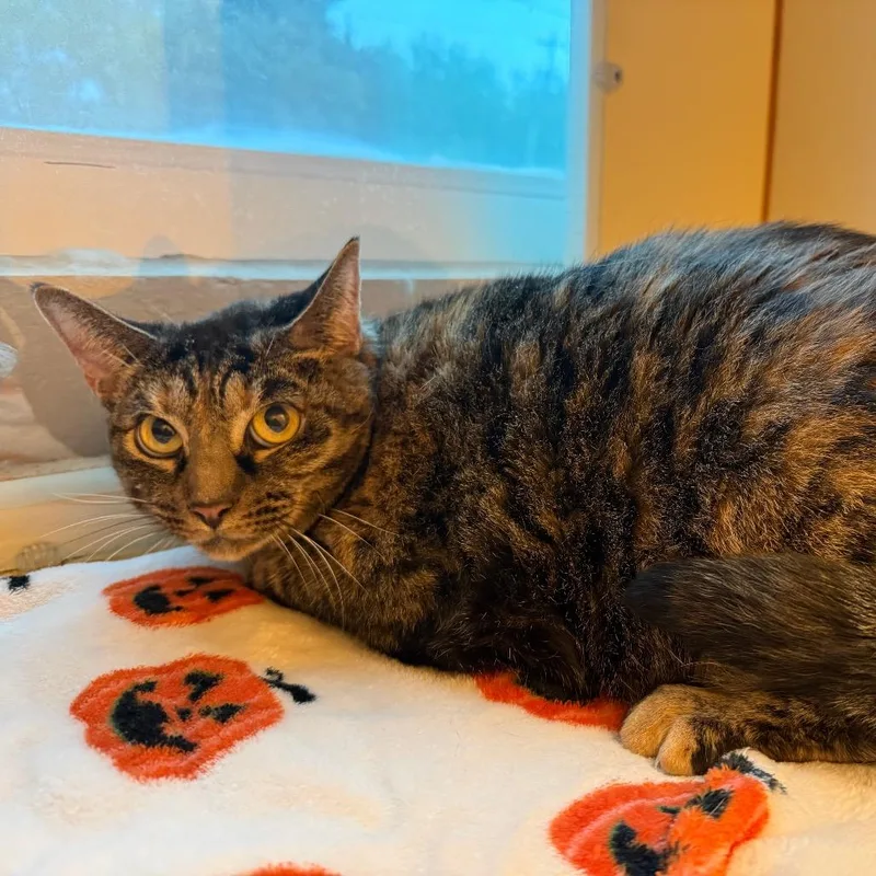 An adult small-sized female Black Domestic Short Hair cat named Dory for adoption in Norman, OK