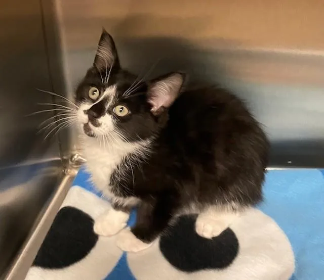 A young medium-sized male Black Domestic Short Hair cat named Tucker for adoption in Prudenville, MI