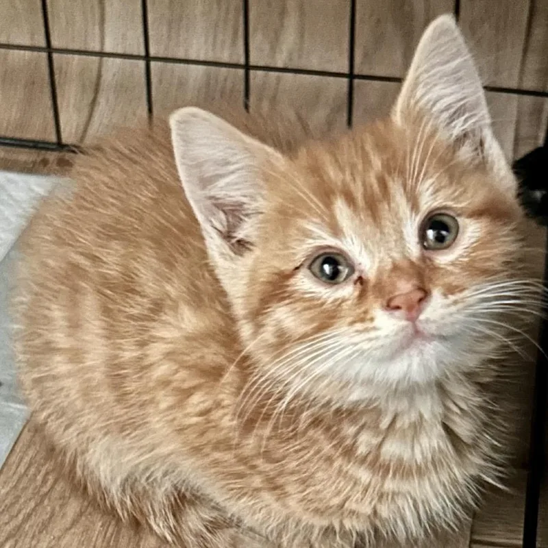 A baby small-sized male Orange / Red Domestic Short Hair cat named Skat C for adoption in Princeton, MN