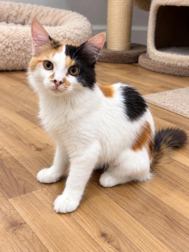 A baby small-sized female Domestic Short Hair cat named Harlow for adoption in Rio Linda, CA