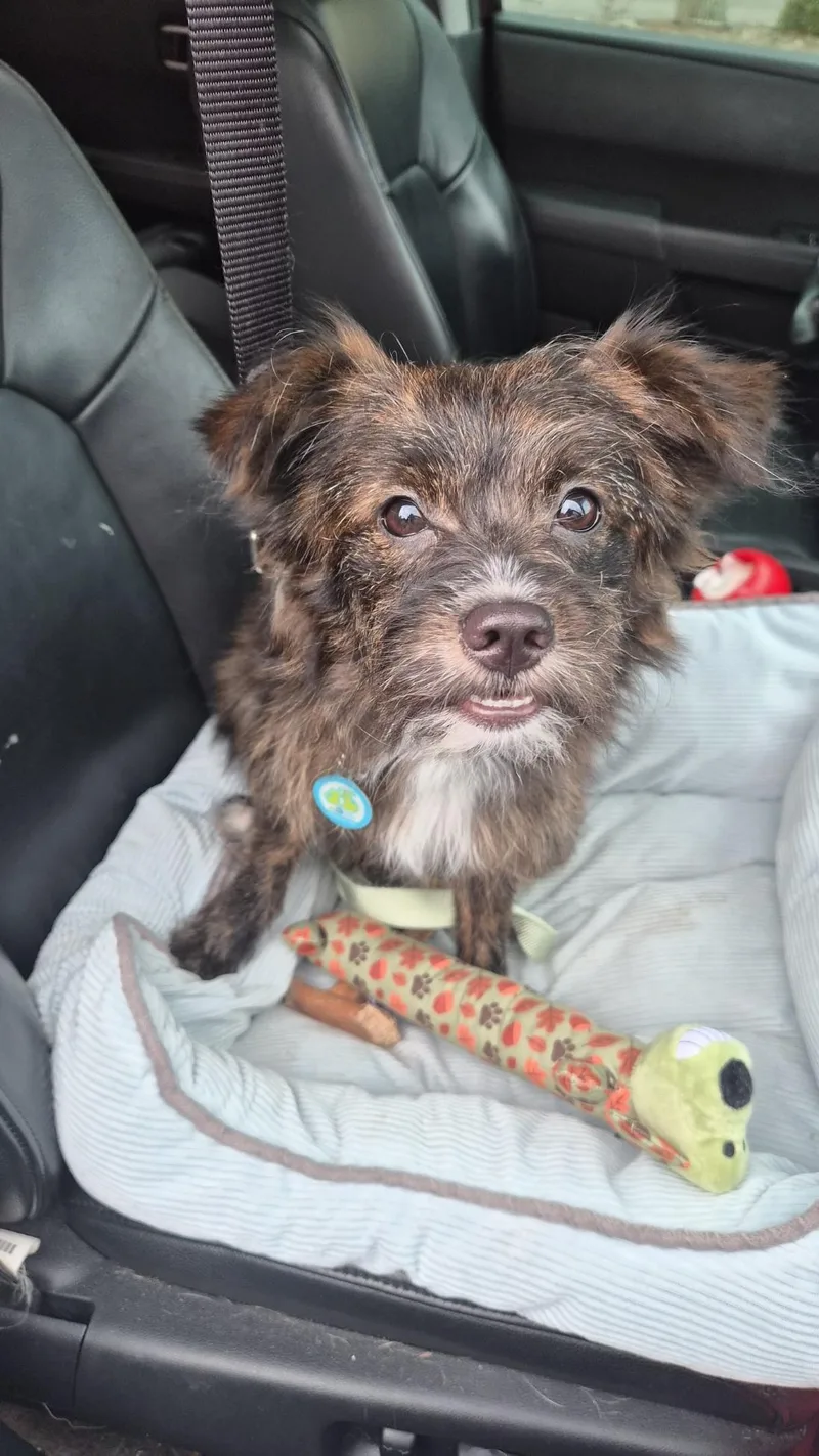 A baby small-sized female Miniature Poodle dog named Dora for adoption in Orlando, FL