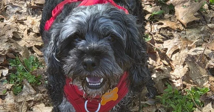 An adult small-sized female Merle (Blue) Cockapoo dog named Lady Glitter Sparkle for adoption in Waunakee, WI