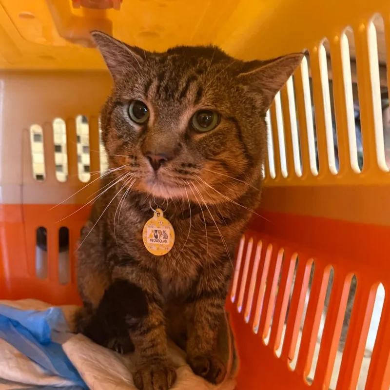 An adult large-sized male Brown / Chocolate Domestic Short Hair cat named Bruno for adoption in Howard beach, NY
