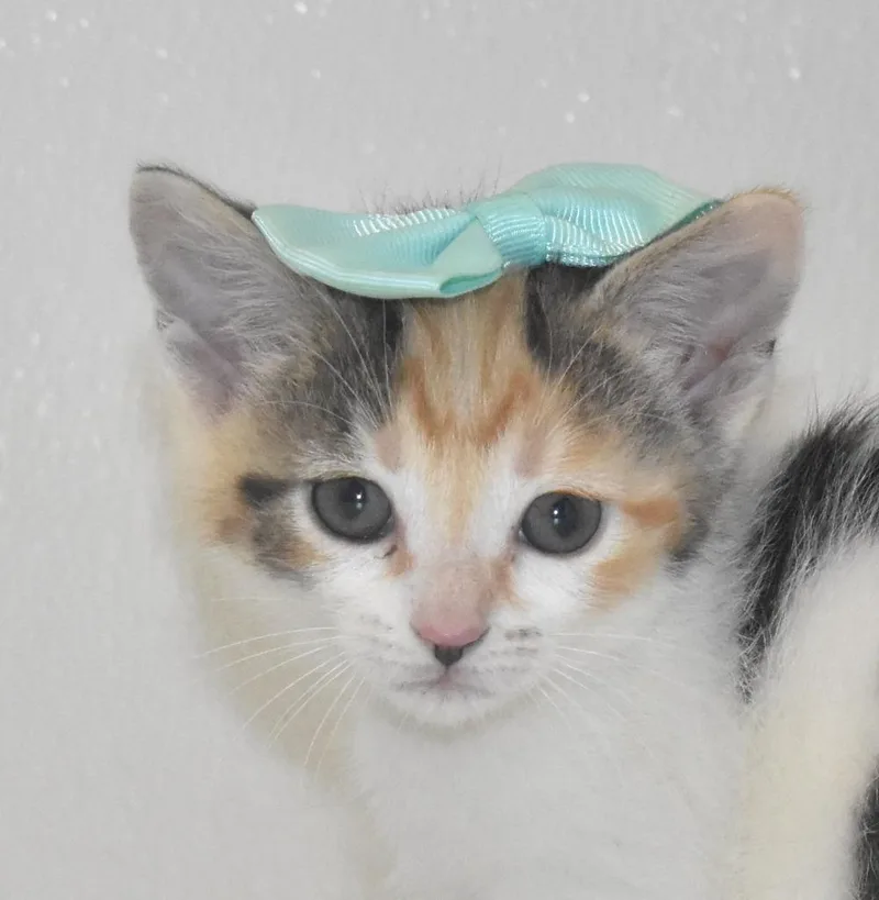 A baby large-sized female Domestic Short Hair cat named Porcupine for adoption in Springfield, OH