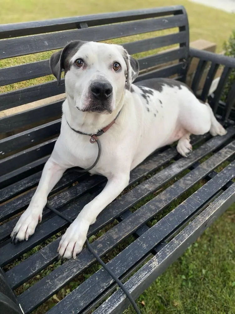 An adult medium-sized male Tricolor (Brown, Black, & White) Dalmatian dog named Max for adoption in Canyon Country, CA