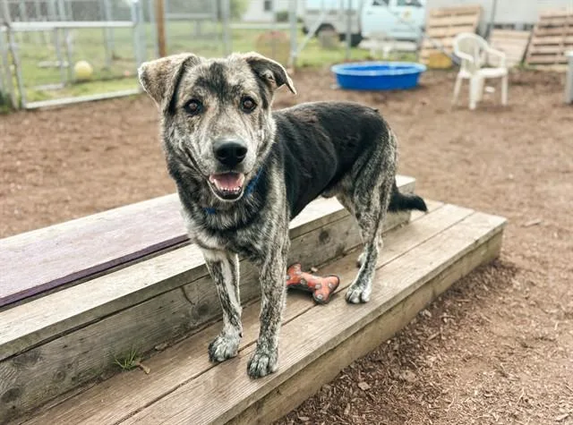 An adult large-sized male Labrador Retriever dog named Merlin for adoption in McKinleyville, CA