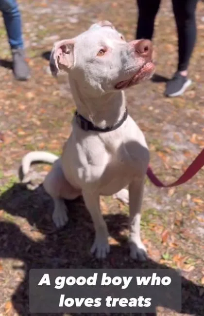 An adult medium-sized male Terrier dog named Rocky for adoption in Palm Coast, FL