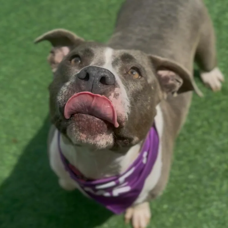 An adult medium-sized female Gray / Blue / Silver American Staffordshire Terrier dog named Clementine for adoption in Houston, TX