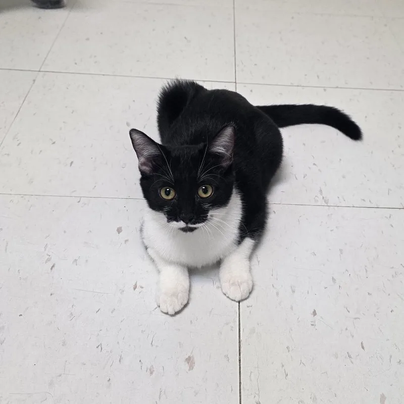 A baby small-sized female Domestic Short Hair cat named Piper for adoption in Midland, TX