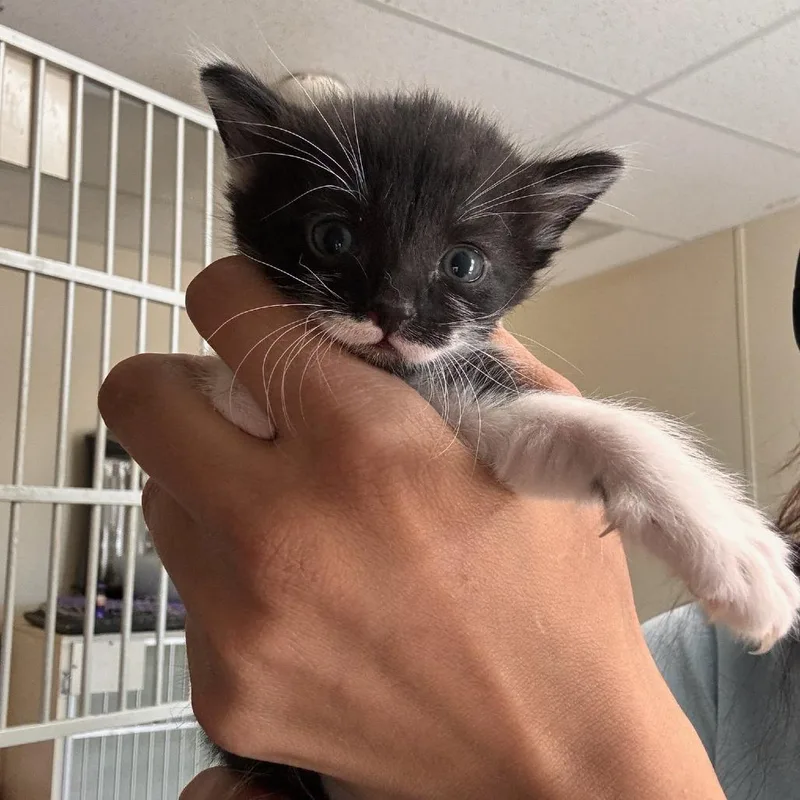 Piper thumbnail 2