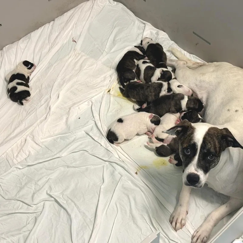 A baby medium-sized male White / Cream Terrier dog named Lucky for adoption in LOXAHATCHEE, FL