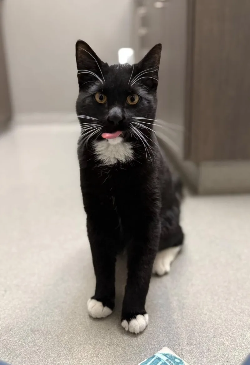 A young small-sized male Black & White / Tuxedo Domestic Short Hair cat named George for adoption in Coralville, IA