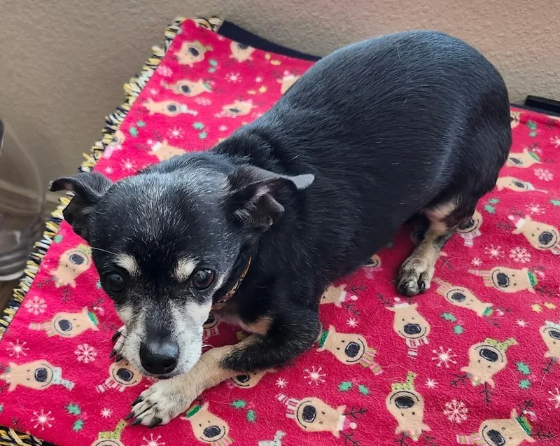 An adult small-sized male Black Chihuahua dog named Cooper for adoption in Albuquerque, NM