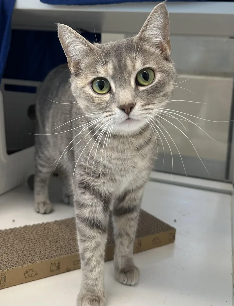 A young medium-sized female Domestic Short Hair cat named Nala for adoption in Manassas, VA