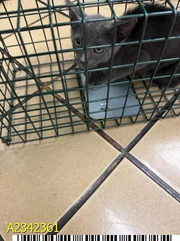 A baby small-sized male Domestic Short Hair cat named Danny for adoption in West Palm Beach, FL