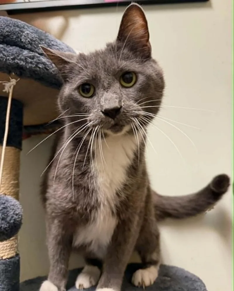An adult medium-sized male Gray & White Domestic Short Hair cat named Rahn for adoption in Evansville, IN