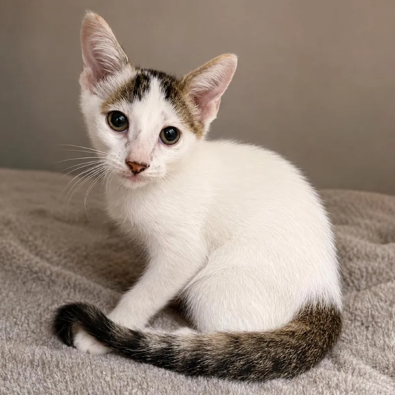 A baby small-sized male White Domestic Short Hair cat named Fish Pants for adoption in Austin, TX