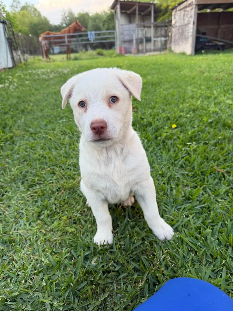 A baby large-sized female Labrador Retriever dog named Montana for adoption in League City, TX