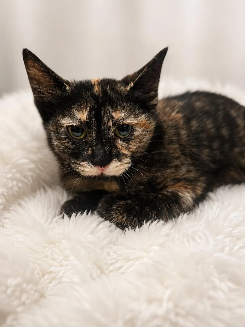 A young medium-sized female Tortoiseshell Domestic Short Hair cat named Bonnie for adoption in Joliet, IL